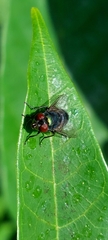 Calliphoridae