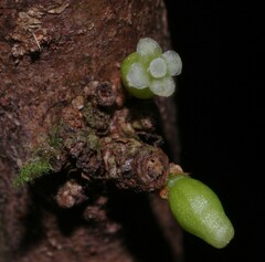 Daphnopsis granitica