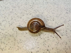 Macrochlamys hippocastaneum