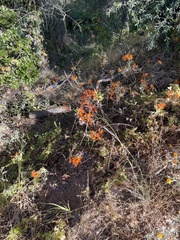 Alstroemeria ligtu simsii