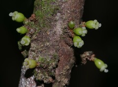 Daphnopsis granitica