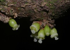 Daphnopsis granitica