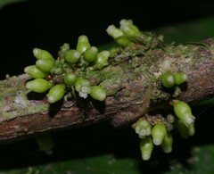 Daphnopsis granitica