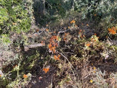 Alstroemeria ligtu simsii