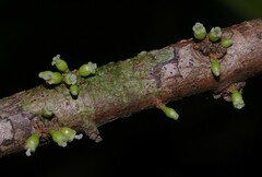 Daphnopsis granitica