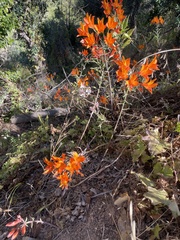 Alstroemeria ligtu simsii