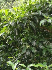 Acronychia pedunculata