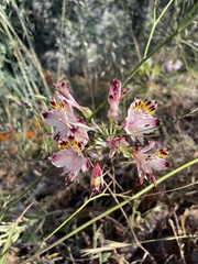 Alstroemeria pulchra