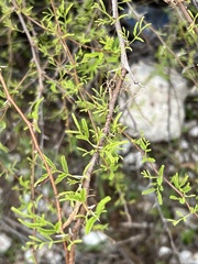 Mimosa texana