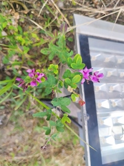 Lespedeza floribunda