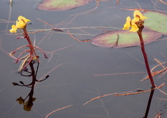 Utricularia foliosa