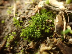 Sphaerocarpos texanus