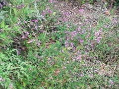 Lespedeza floribunda