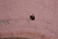Pelodryadidae