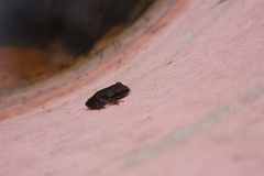 Pelodryadidae