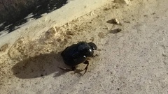 Coleoptera