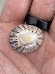 Cellana radians