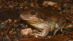 Limnodynastes dumerilii dumerilii