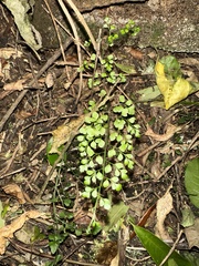 Asplenium hookerianum