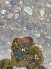 Aequorea victoria
