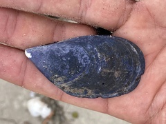 Mytilus planulatus