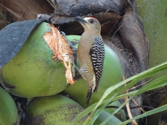 Melanerpes hoffmannii