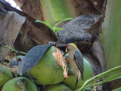 Melanerpes hoffmannii