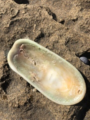 Scutus antipodes