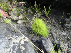 Isolepis cernua