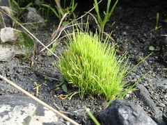 Isolepis cernua