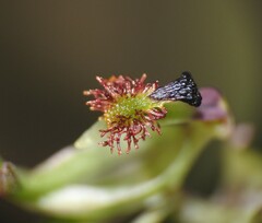 Arthrochilus irritabilis