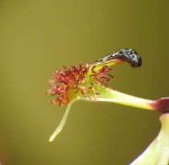 Arthrochilus irritabilis