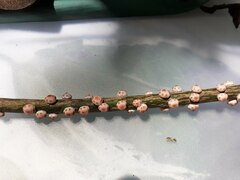 Ceroplastes sinensis