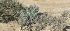Atriplex hymenelytra