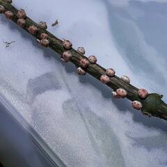 Ceroplastes sinensis