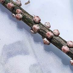 Ceroplastes sinensis