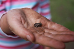 Pelodryadidae