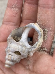 Struthiolaria papulosa
