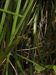 Arthrochilus irritabilis