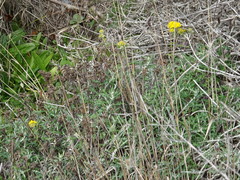 Eriophyllum staechadifolium