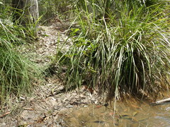 Arthrochilus irritabilis