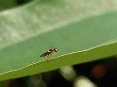 Thaumatomyia