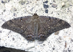 Ascalapha odorata