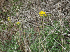 Eriophyllum staechadifolium
