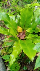 Asplenium setoi