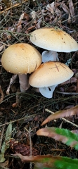 Agaricus smithianus