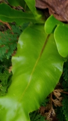 Asplenium setoi