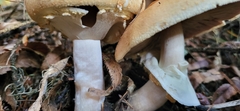Agaricus smithianus