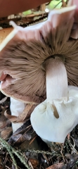 Agaricus smithianus
