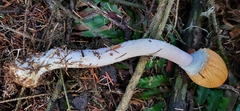 Agaricus smithianus